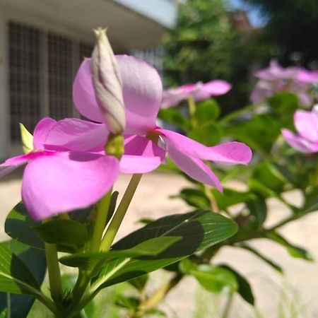 Kayangan Homestay Perlis For Mslim Only Kangar Exterior foto