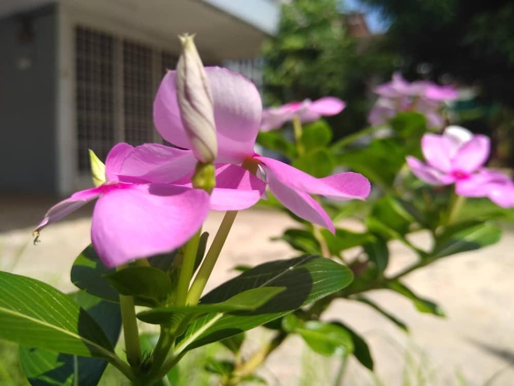 Kayangan Homestay Perlis For Mslim Only Kangar Exterior foto